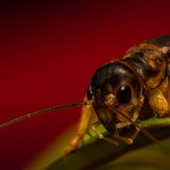 Close-up of a cricket