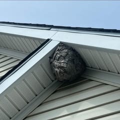 Bald-faced hornet nest hanging in a maple tree