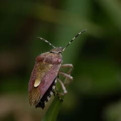 Shield-shaped stink bug on a stem